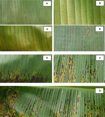 Perspective for genomic-enabled prediction against black sigatoka disease and drought stress in polyploid species